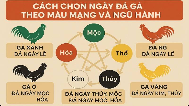 Lưu ý quan trọng khi xem ngày đá gà chuẩn 100 Lưu ý quan trọng khi xem ngày đá gà chuẩn 100