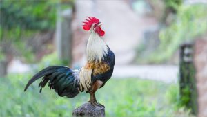 Cách nuôi gà đá khỏe mạnh