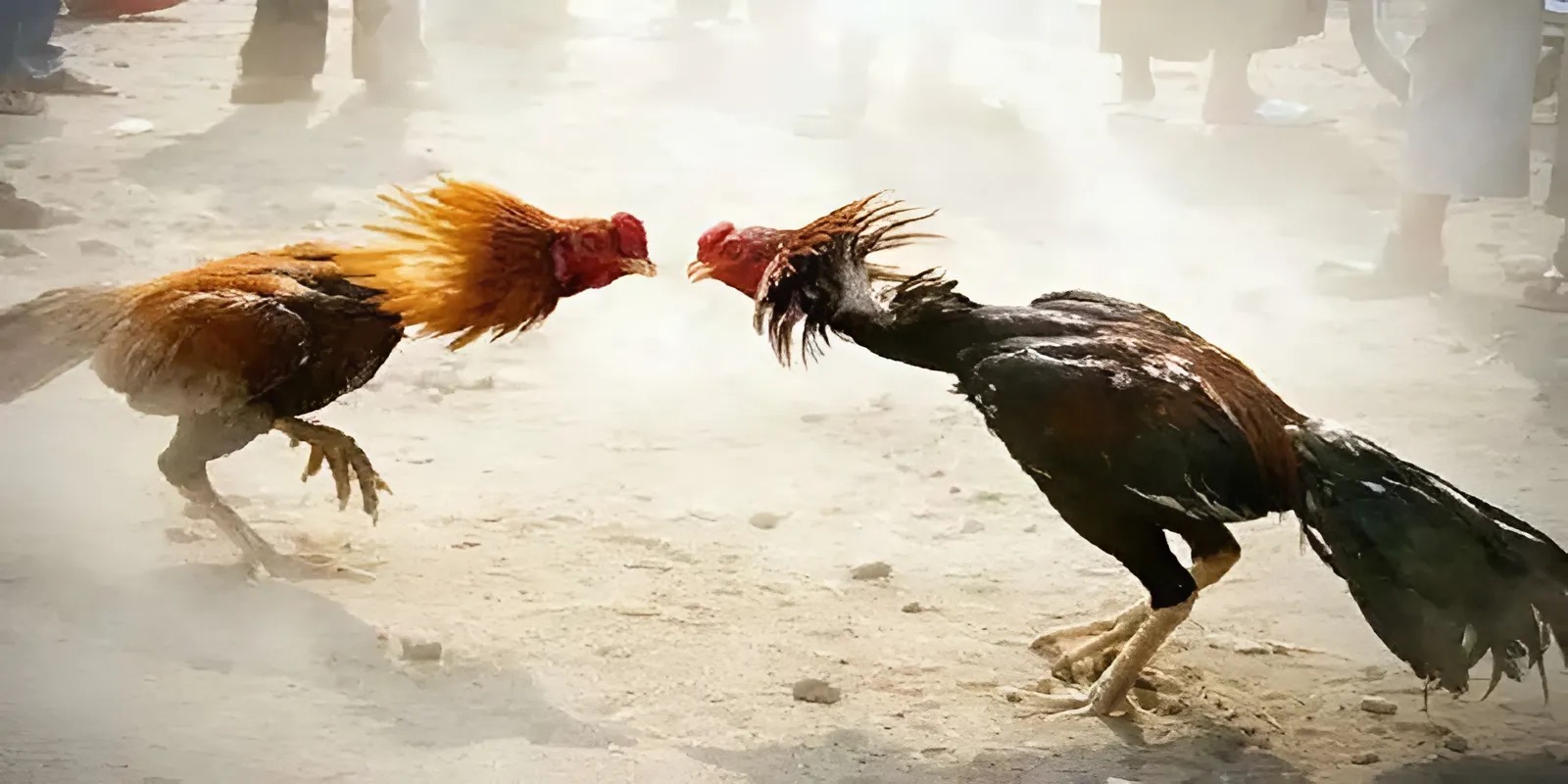 Đá gà 12 con giáp: Bí quyết chọn ngày hợp mệnh cho chiến kê bất bại Đá gà 12 con giáp: Bí quyết chọn ngày hợp mệnh cho chiến kê bất bại