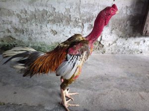Cách nhìn tướng gà đá đòn cáo