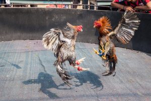 gà cựa sắt hay nhất