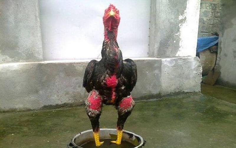 Trị gà đá bị om đòn
