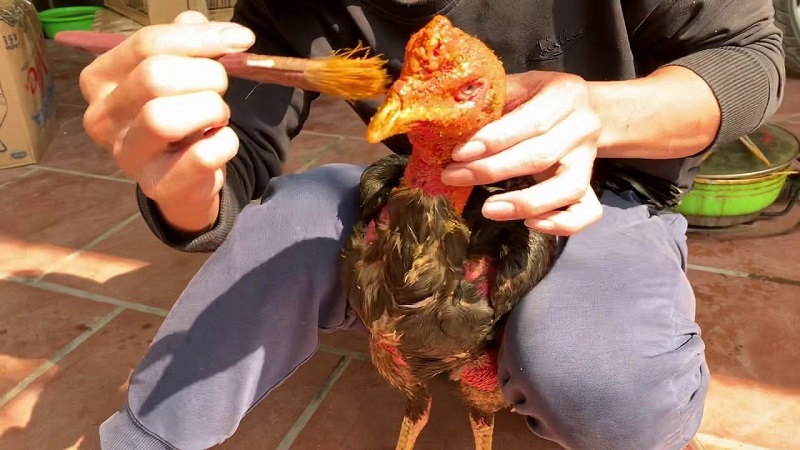 Cách chữa gà bị om đòn